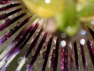 P1114301a.jpg